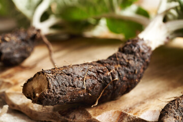 Fresh whole burdock root - ingredient for herbal tincture