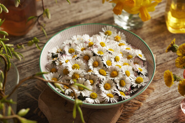 Common daisy flowers in a bowl - wild edible plant harvested in early spring