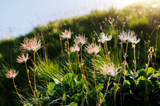 Scenic Idyllic view Alpine avens wild flowers shimmer backlit sunlight morning sunrise light with dew coating delicate filaments. Landscape hillside background wild floral beauty mountain charm