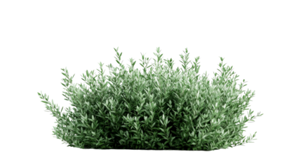 Bush with green leaves with light edges, cut out transparent