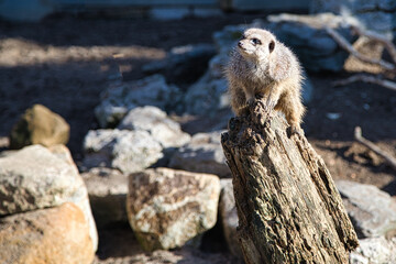 African Meerkats in the sunshine