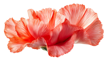 Vivid red flower blossom, delicate veined petals, floral beauty, cut out transparent