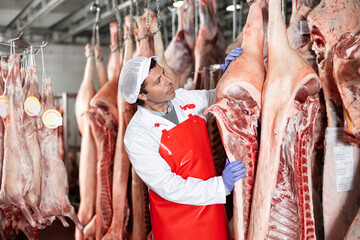 Focused skilled butcher shop worker checking fresh raw dressed pork carcasses hanging on hook frame...