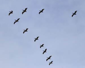 Silhouette of pelicans flying in a V formation