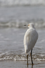 Snowy egret looking out over the ocean