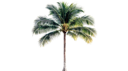 Tall green palm tree isolated against black background, cut out transparent