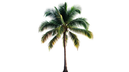 Palm tree with lush green fronds isolated on black, cut out transparent