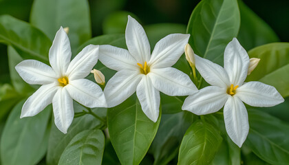 Obraz premium Delicate jasmine white flowers are blooming in a lush setting of green foliage