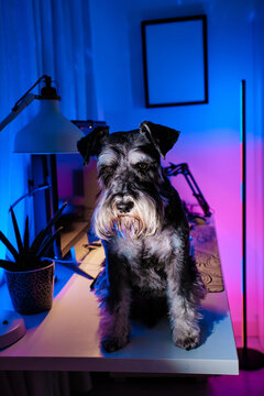 Schnauzer on a desk in neon lit bedroom