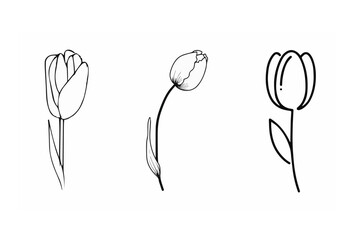 vector illustration of tulips