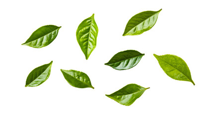 Naklejka premium Green tea leaves assortment on black background, cut out transparent