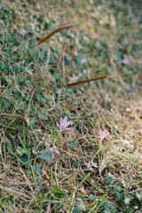 Purple crocuses bloom among green grass and ivy