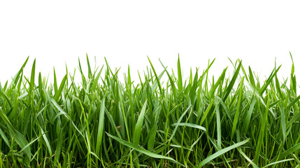 Fototapeta premium Fresh green grass sprouts on black background, cut out transparent