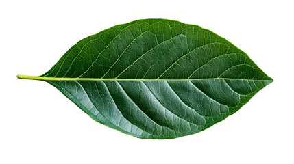 Obraz premium Close up of a vibrant green leaf with detailed veins, cut out transparent
