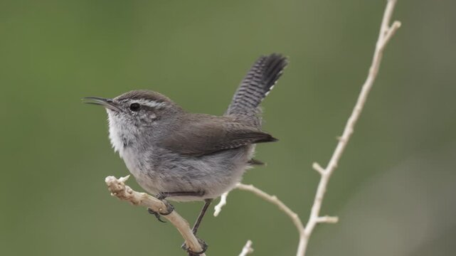 A male Bewick's Wren perches on a bit of tumbleweed and aggressively sings and chirps to defend and protect his territory on a spring day in Confluence Park in Southern Utah, USA.  