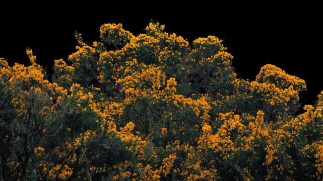 Gorse Bush In Wind - Isolated With Alpha Channel