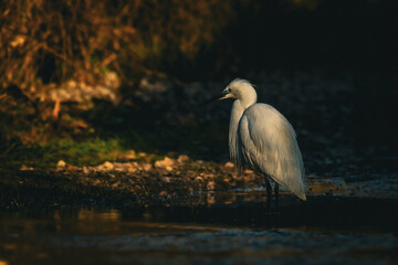 Heron