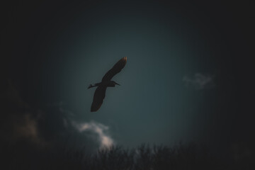 Cold Sky