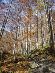 Autumn landscape of Rila Mountain, Bulgaria