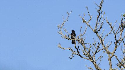 A black bird, crow is perched on a tree branch