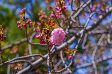 光を浴びて輝く一輪の八重桜