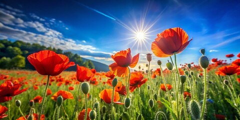 Obraz premium Stunning Poppy Field Landscape Vibrant Red Blooms Against a Pristine Blue Sky Lush Green Bushes and a Breathtaking
