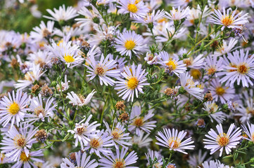 Lilac flowers of Symphyotrichum lanceolatum (or Panicled Aster) bloom in autumn. Beautiful liliac asters grow in the garden