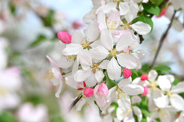 Obraz premium Weeping harvest gold crabapple tree