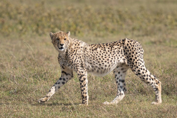 Mother cheetah looking back at her cubs