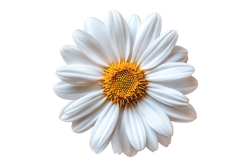 Daisy Flower isolated on transparent background
