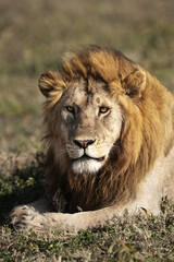 Male lion close up in the sun in Africa