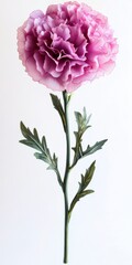 Close Up of Single Mauve Carnation Bloom with Stem and Leaves Isolated on White Background in Studio Lighting
