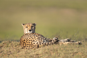 Cheetah mom out in the sun watching her cubs