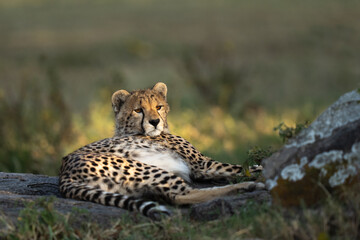 Cheetah sibling lying on a rock waiting for his brother