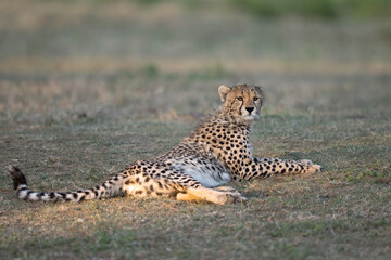 Young cheetah lying in the grass