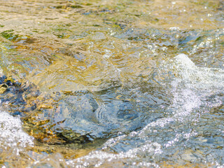 春の川　水の流れアップ139