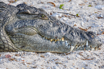 A Headshot of a Crocodile resting on the Sand.