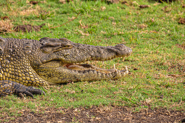 An Open-Mouthed Crocodile Sunbakes on the Grass.