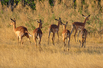 A Herd of Impalas Head to the Bush.