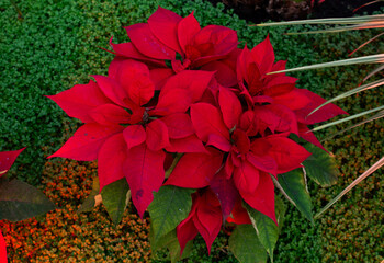 Red poinsettias with green foliage in background