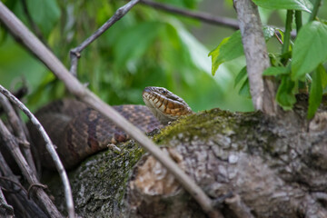 Northern Water Snake
Nerodia sipedon