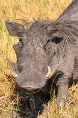 A Close-up Image of a Warthog on Botswana's Savannah.