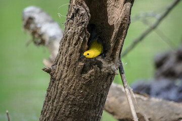 Prothonotary Warbler