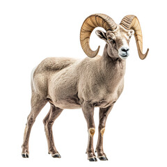Regal Bighorn Sheep Standing Tall on Rocky Clif Isolated on Transparent Background