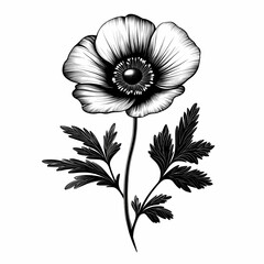 Elegant Black and White Botanical Anemone Drawing for Home Decor and Card Design - Vintage Floral Line Art Illustration