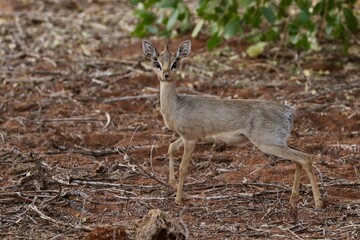 Smallest Antelope