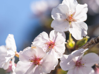 Fototapeta premium 春 美しい桜の花のアップ11
