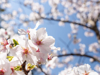 春　美しい桜の花のアップ18