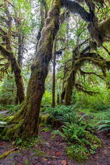 Hoh Rain Forest in Olympic National Park, WA