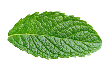 Fototapeta premium Leaf of mint is shown in its natural form, isolated